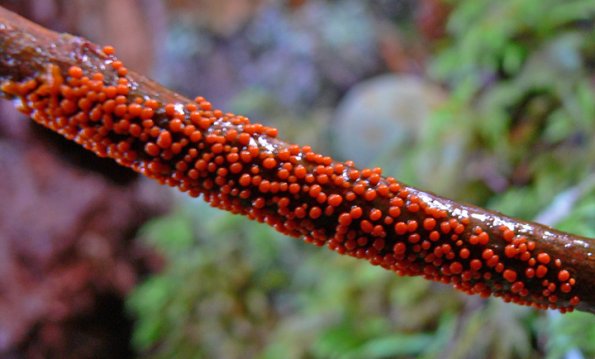 insect-egg-mass-slime
