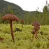 mushrooms-at-herbert-glacier-2