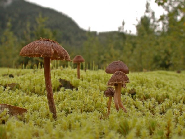 mushrooms-at-herbert-glacier-2
