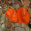 orange-cup-fungus-1