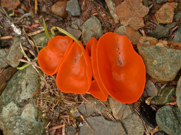 orange-cup-fungus-1