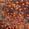 slime-mold-herbert-trail
