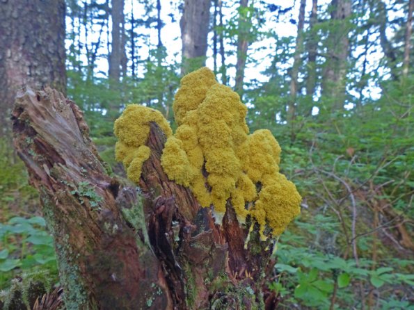 slime-mold