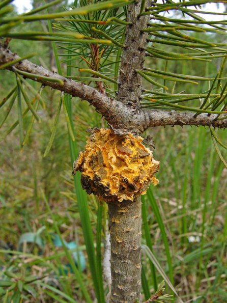 western-gall-rust-on-shore-pine