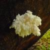 white-coral-fungus-clavulina-cristata-