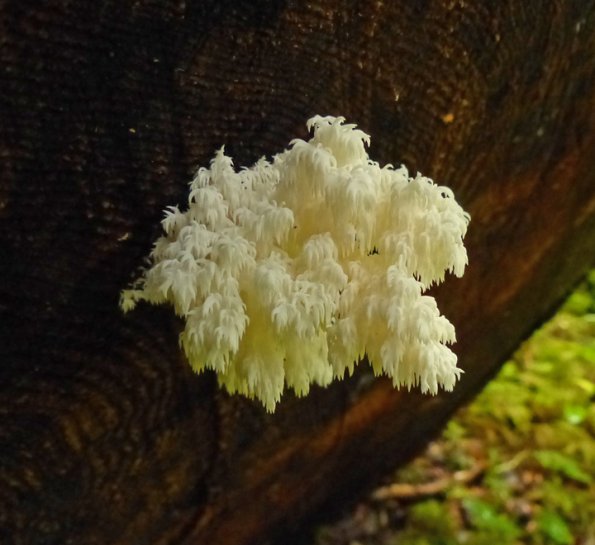 white-coral-fungus-clavulina-cristata-