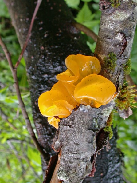 yellow-witches-butter-on-alder-1