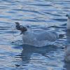 Glaucous-winged-Gull-with-blue-mussels