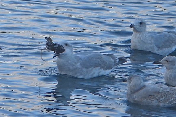 Glaucous-winged-Gull-with-blue-mussels