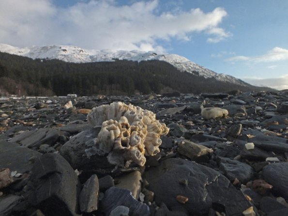 barnacles-in-juneau