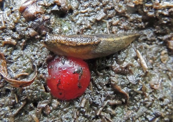 bear-scat-with-slug-and-highbush-cranberry