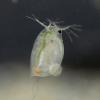daphnia-freshwater-juneau