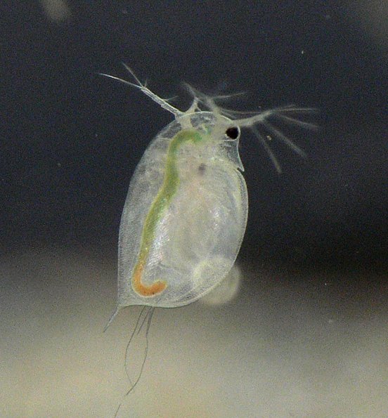 daphnia-freshwater-juneau