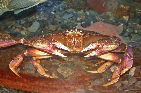 dungeness-crab-2
