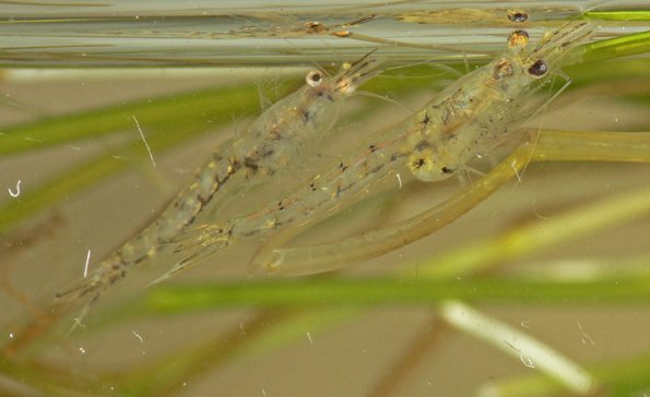fairy-shrimp-freshwater-juneau