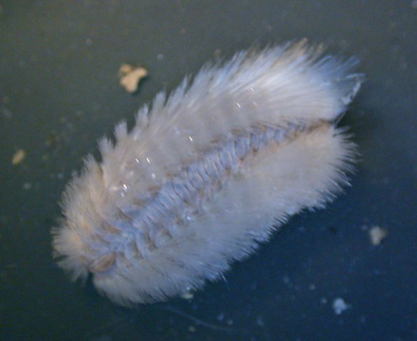 fuzzy-worm-dorsal-view