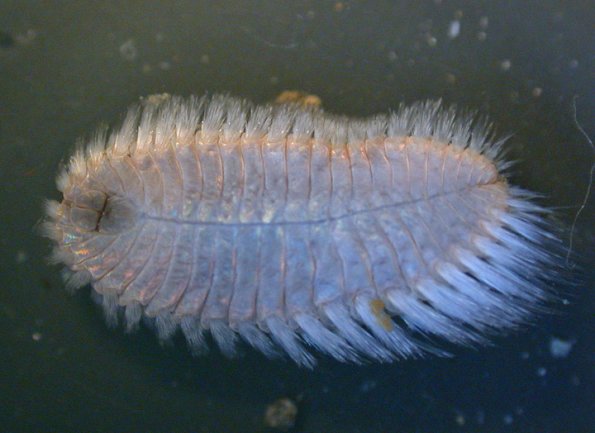 fuzzy-worm-ventral-view