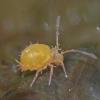 springtail-on-bear-scat
