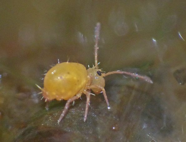 springtail-on-bear-scat