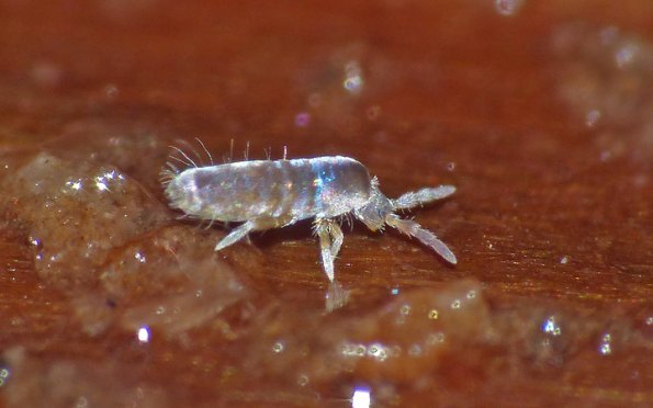 springtail-sep-25