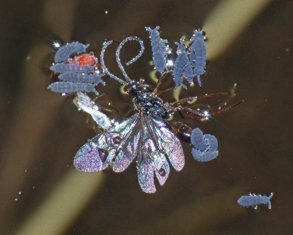 springtails-on-wasp