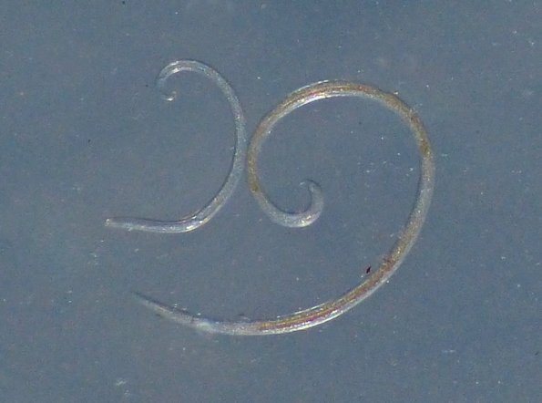 horsehair-worms-in-lichens