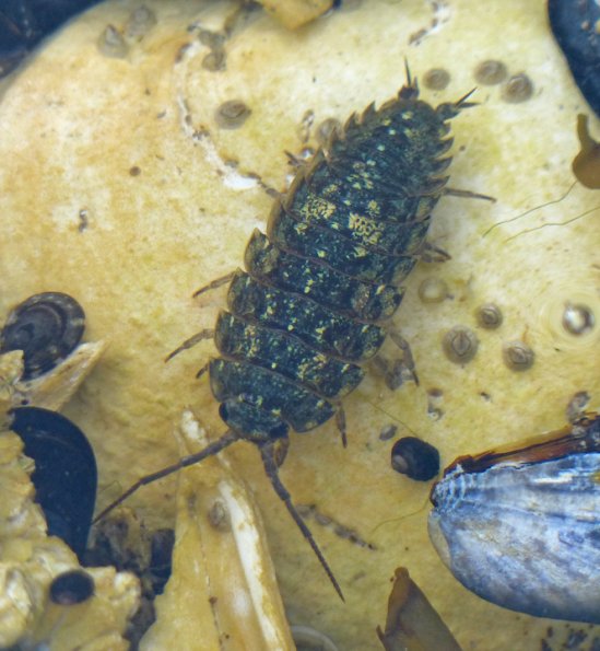 isopod-juneau-marine-june-25-2013