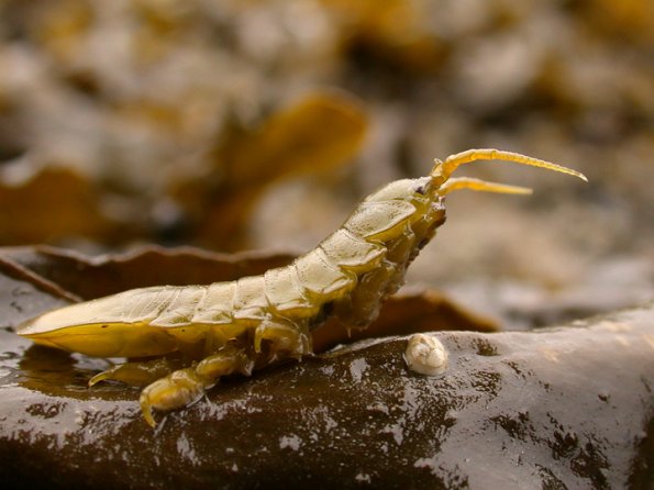 isopod-marine-juneau