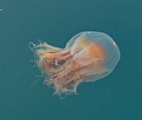 jellyfish-2-Auke-Bay