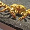 king-crab-in-aquarium