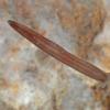planarian-freshwater-juneau