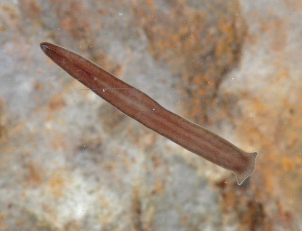 planarian-freshwater-juneau
