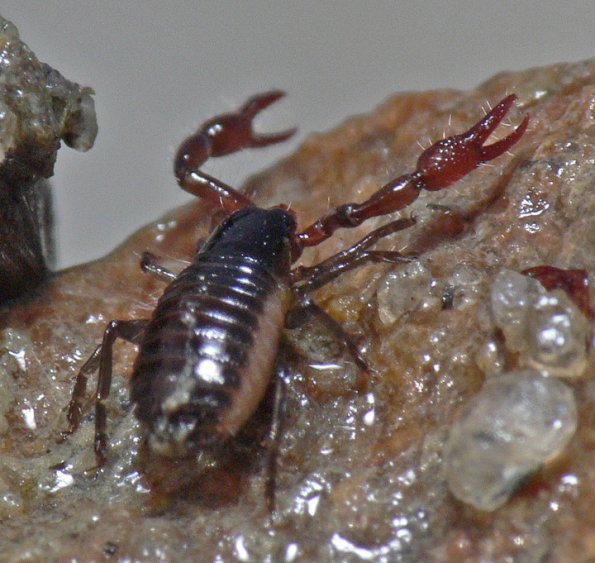 pseudoscorpion-from-juneau
