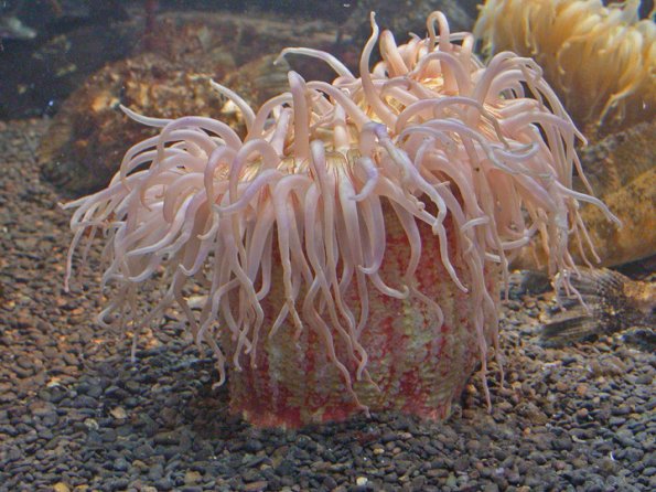 sea-anemone-in-aquarium-juneau