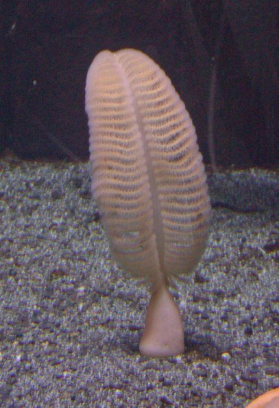 sea-pen-in-aquarium-2