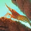 shrimp-in-aquarium-1