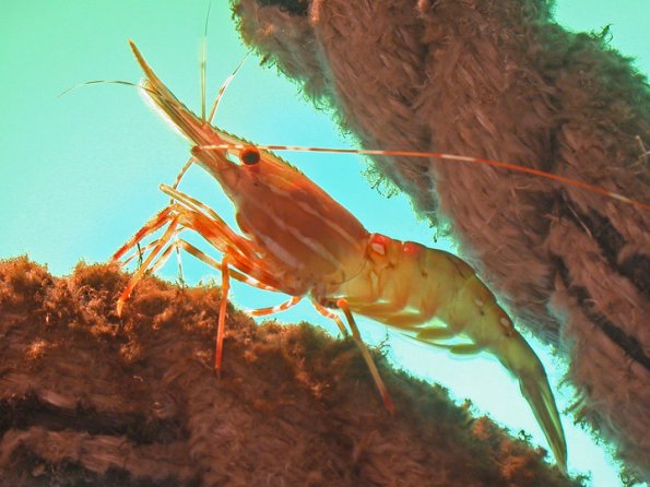 shrimp-in-aquarium-1