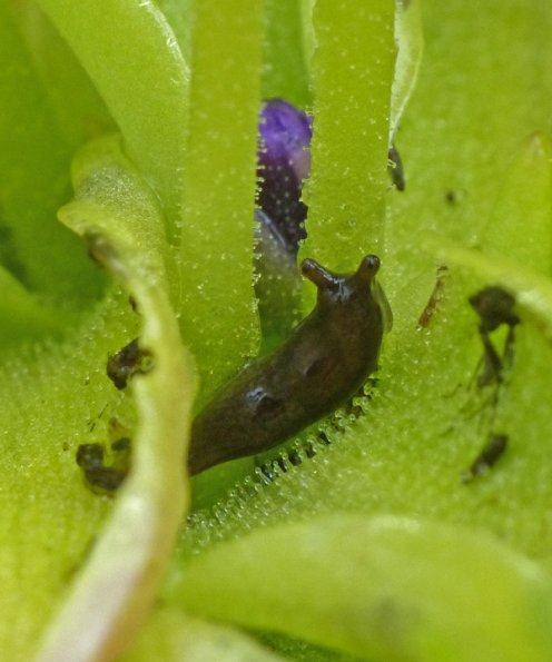 slug-in-bog-violet
