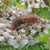 slug-on-common-yarrow