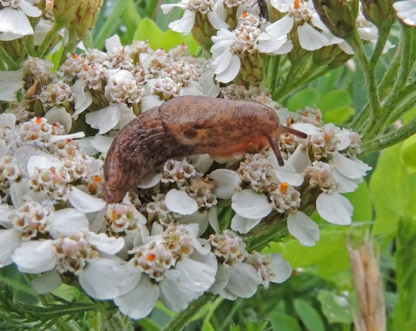 slug-on-common-yarrow