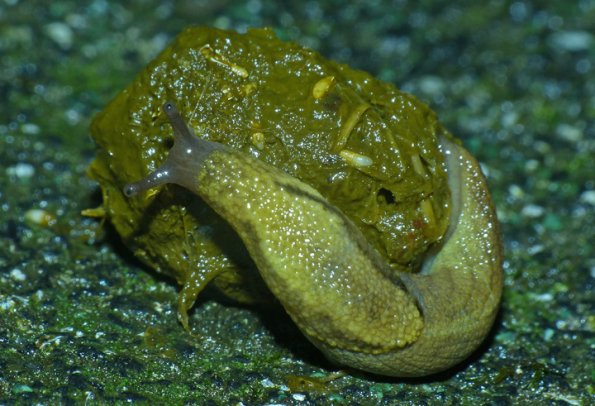 slug-on-porcupine-scat