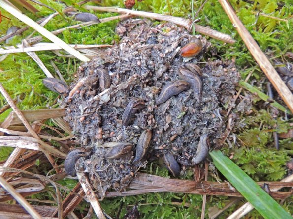 slugs-on-bear-scat