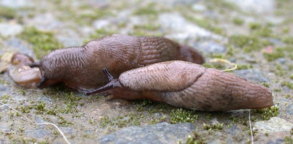 slugs-on-mendenhall-dike-trail-8-22-02