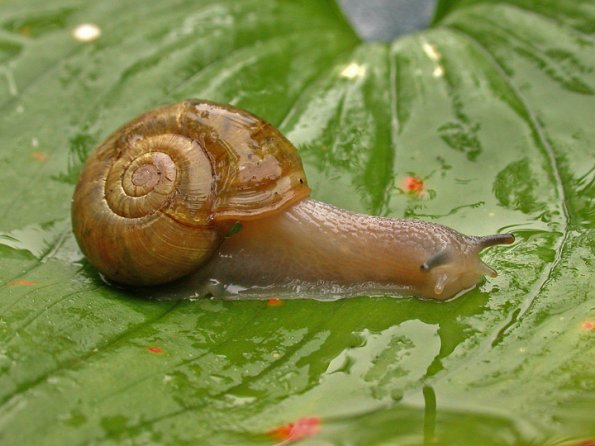 snail-land-juneau
