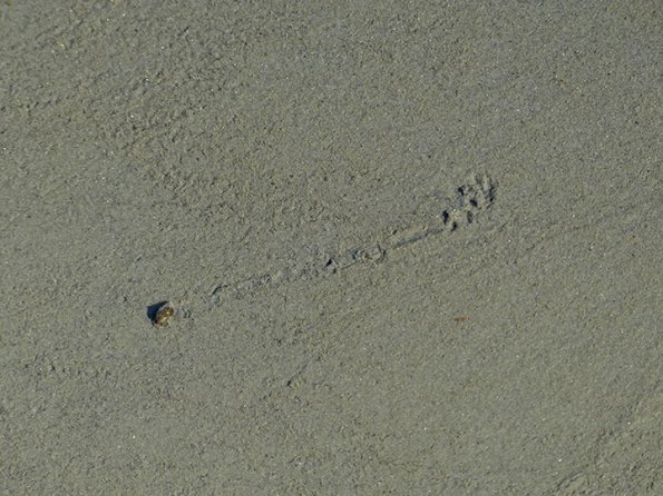snail-tracks-along-Mendenhall-Lake-shore-1
