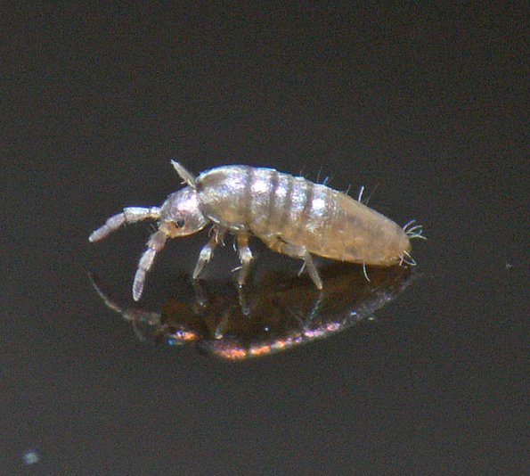 springtail-freshwater-juneau