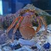 wide-handed-hermit-crab