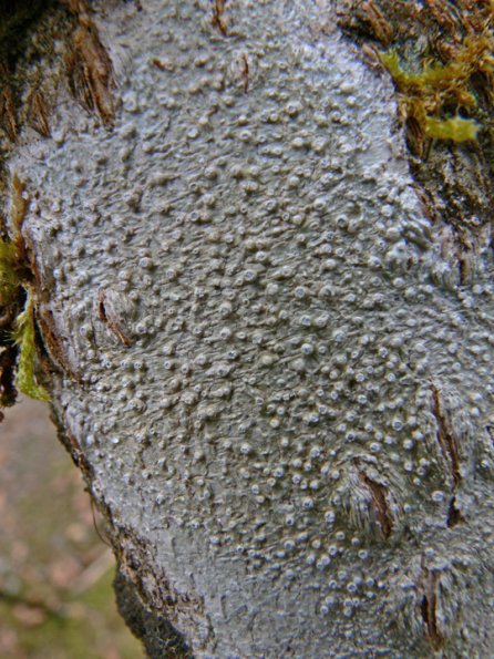 barnacle-lichen-thelotrema-