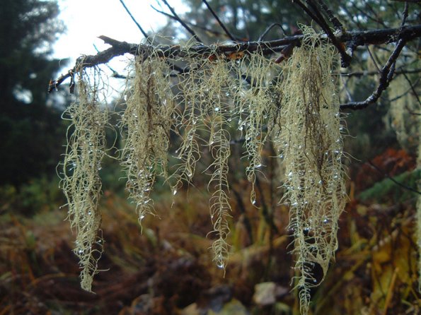 beard-lichens-2-usnea-
