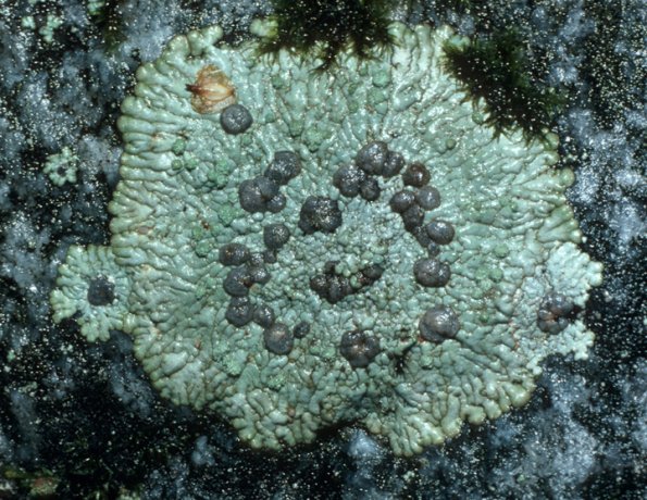 bull-s-eye-lichen-placopsis-